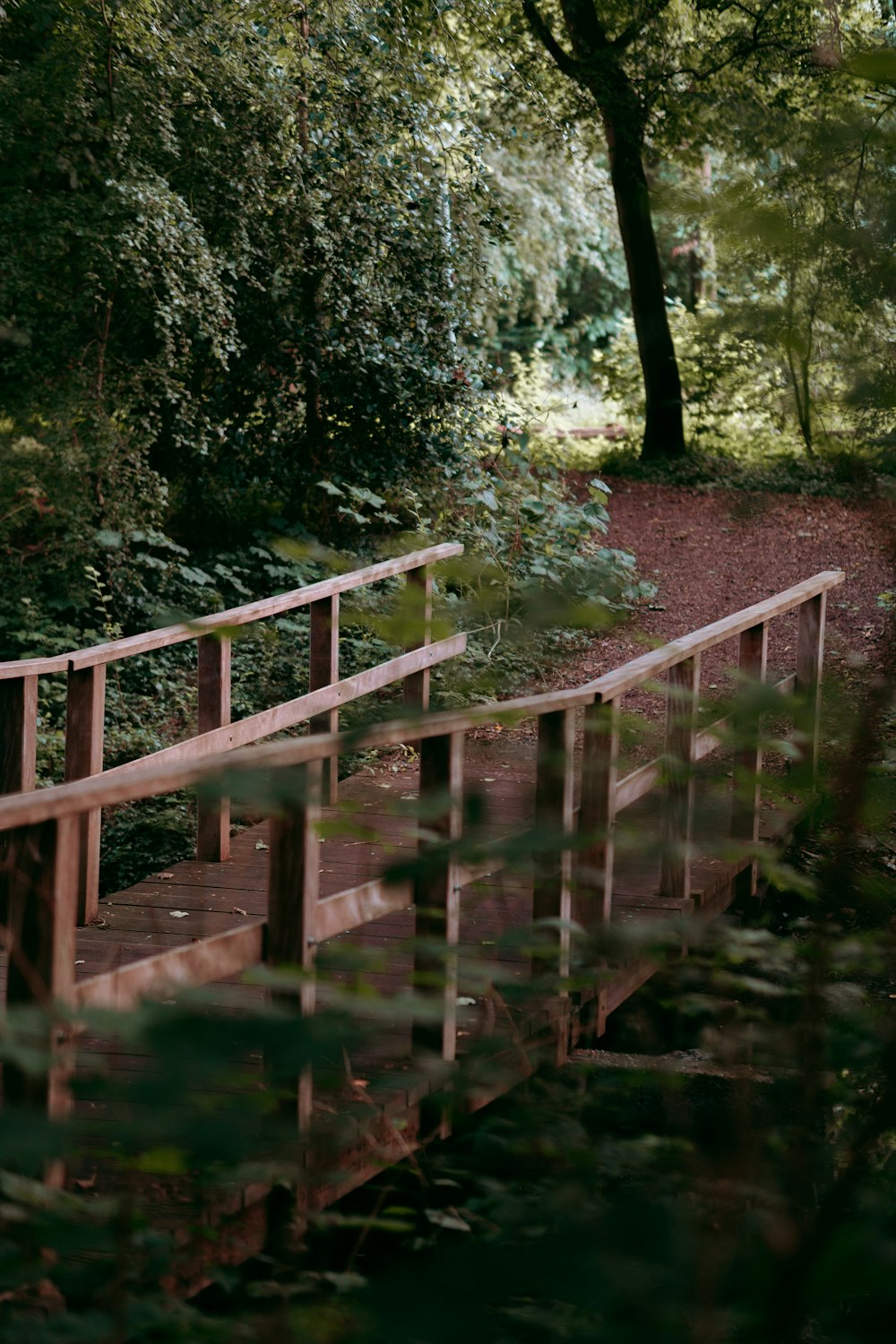 昼間の森の中の茶色い木の橋