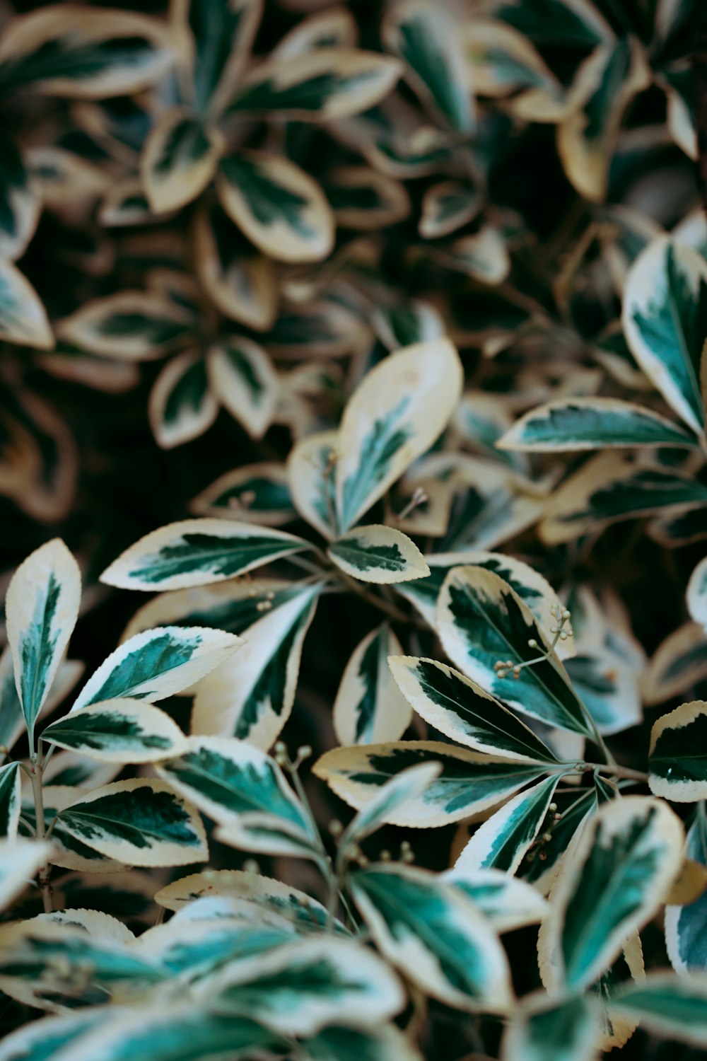 green and white leaves in close up photography