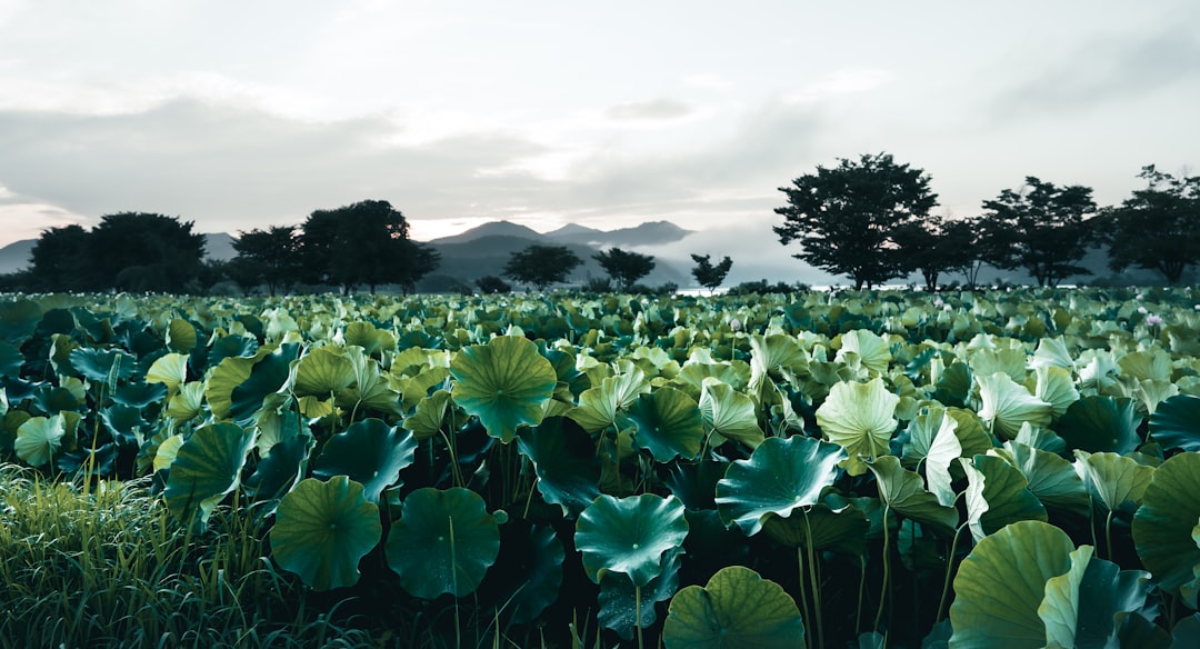 green leaf plants under white clouds during daytime