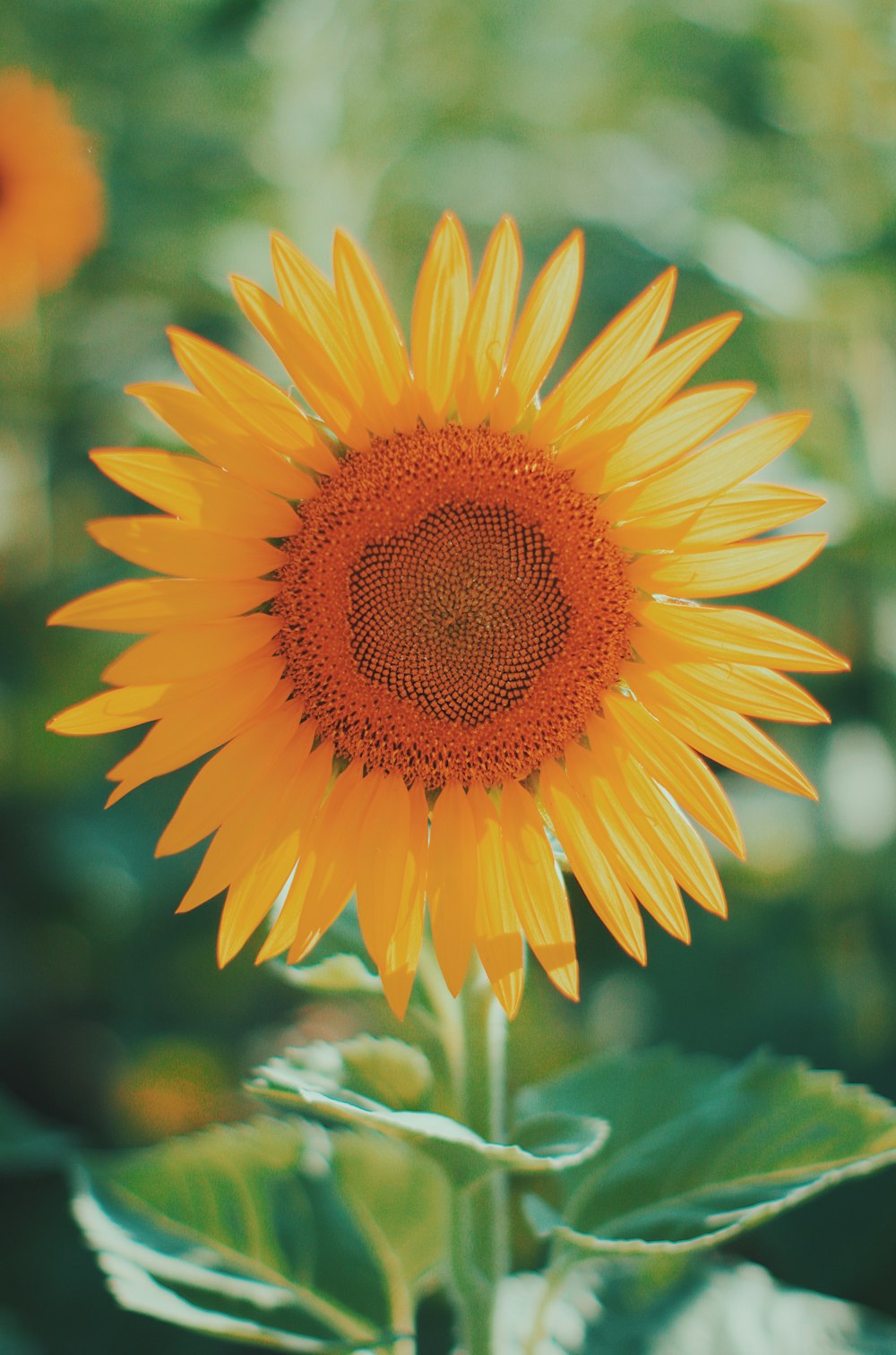 yellow sunflower in close up photography