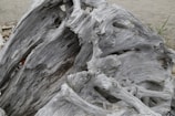 A large piece of driftwood with intricate, weathered textures and twisting shapes lies on a sandy beach. The wood is bleached and worn, indicating significant exposure to the elements.