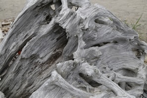 A large piece of driftwood with intricate, weathered textures and twisting shapes lies on a sandy beach. The wood is bleached and worn, indicating significant exposure to the elements.
