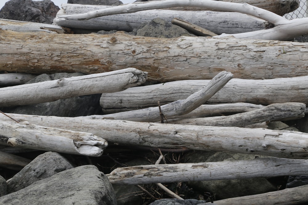 brown wood log on gray rock