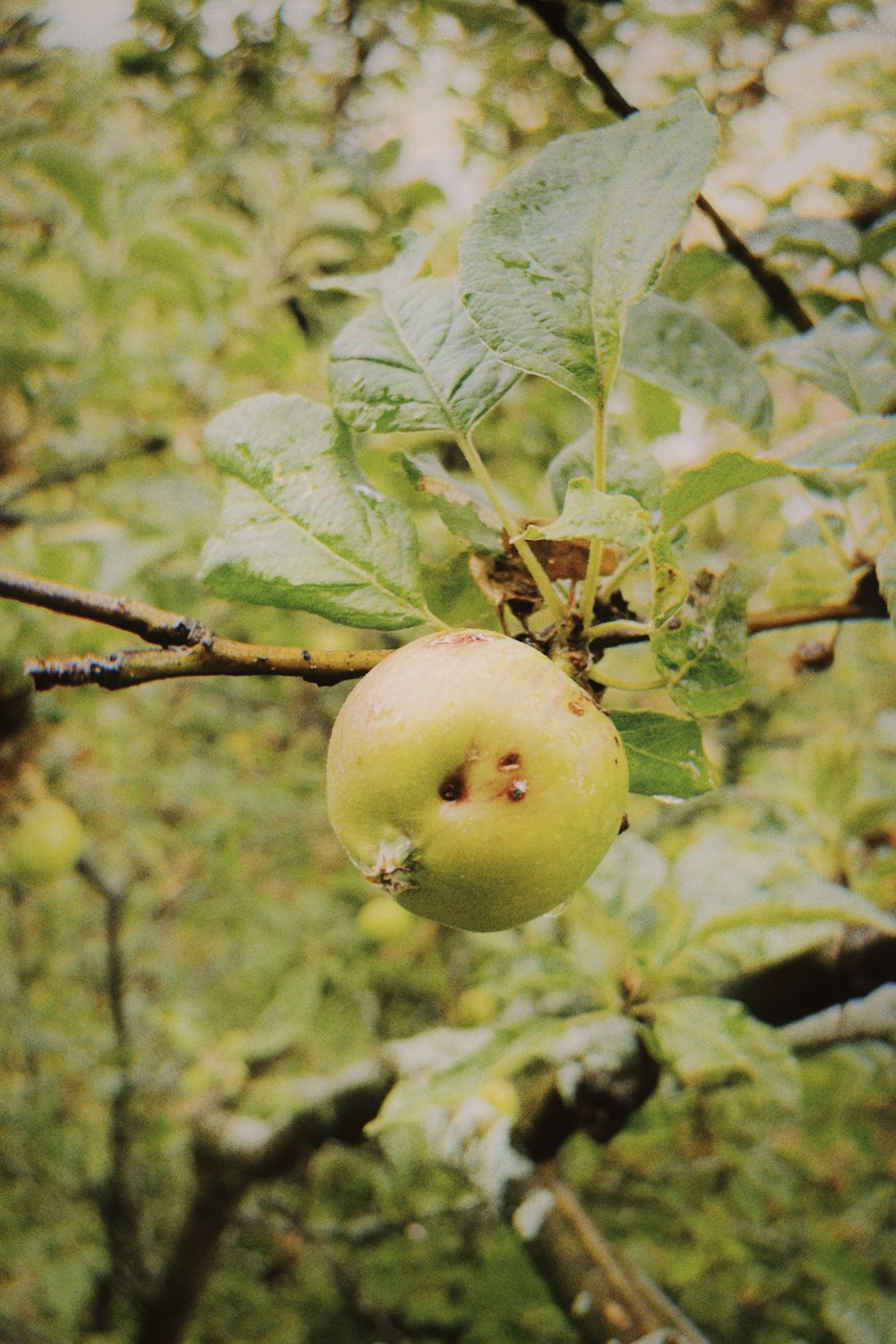 green apple fruit on tree branch
