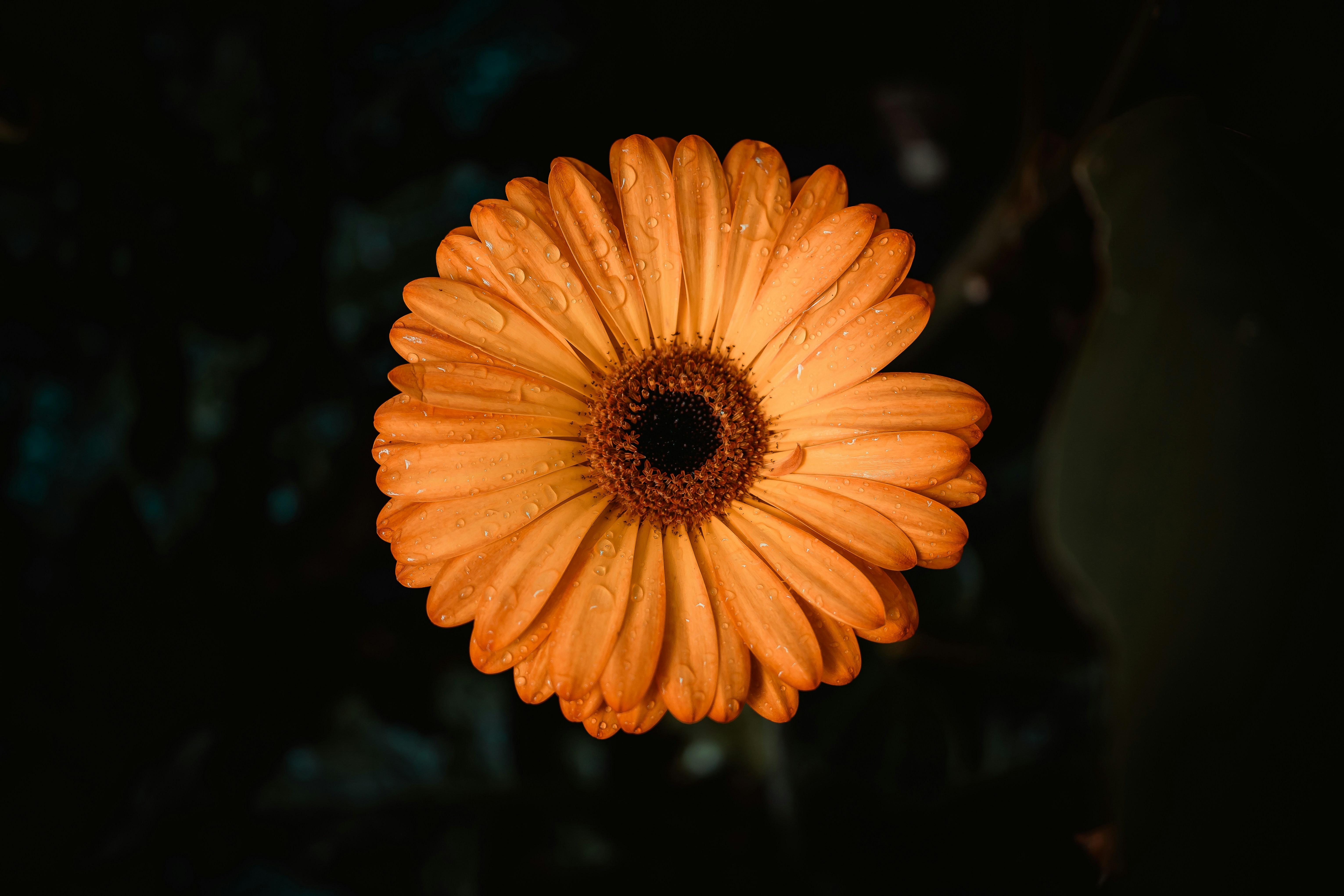 orange flower in tilt shift lens