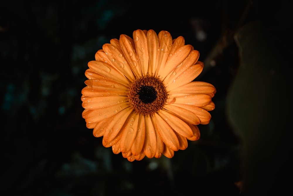 orange flower in tilt shift lens