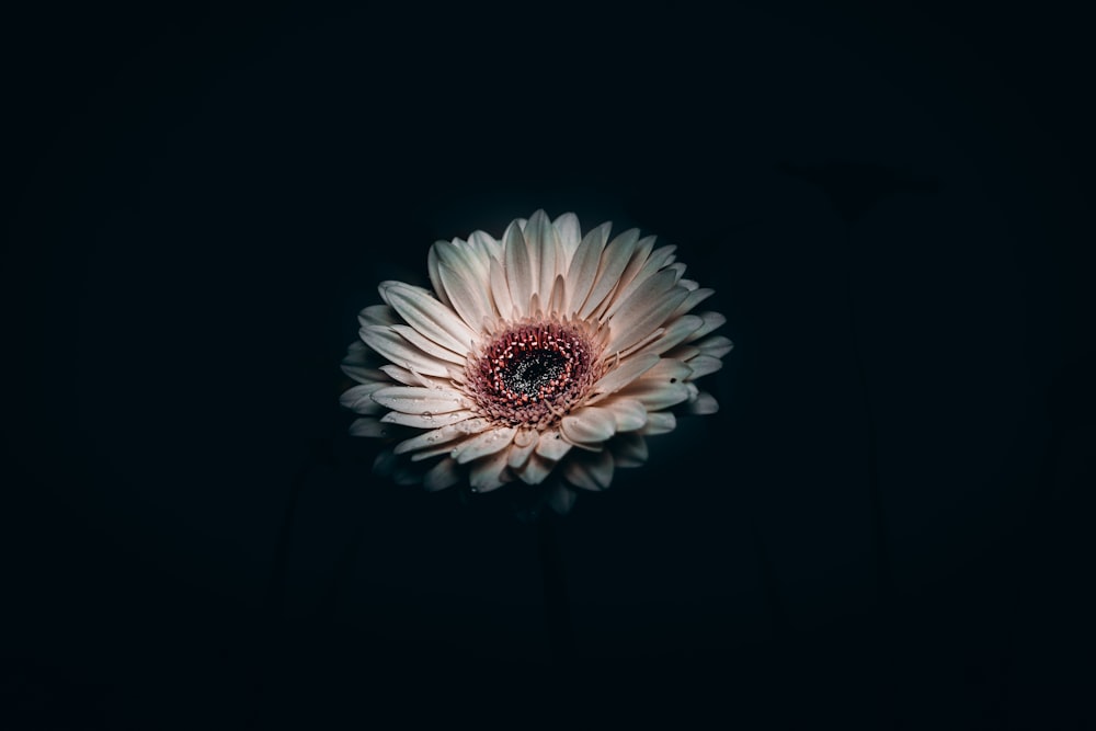 white and pink flower in black background