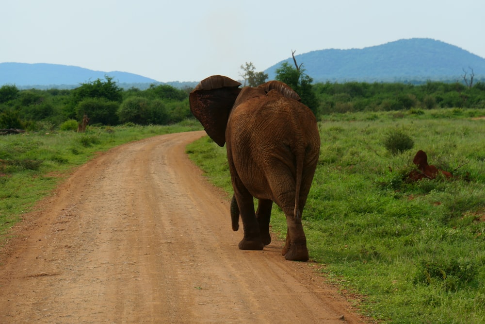 Elefante marrón caminando por el camino de tierra durante el día