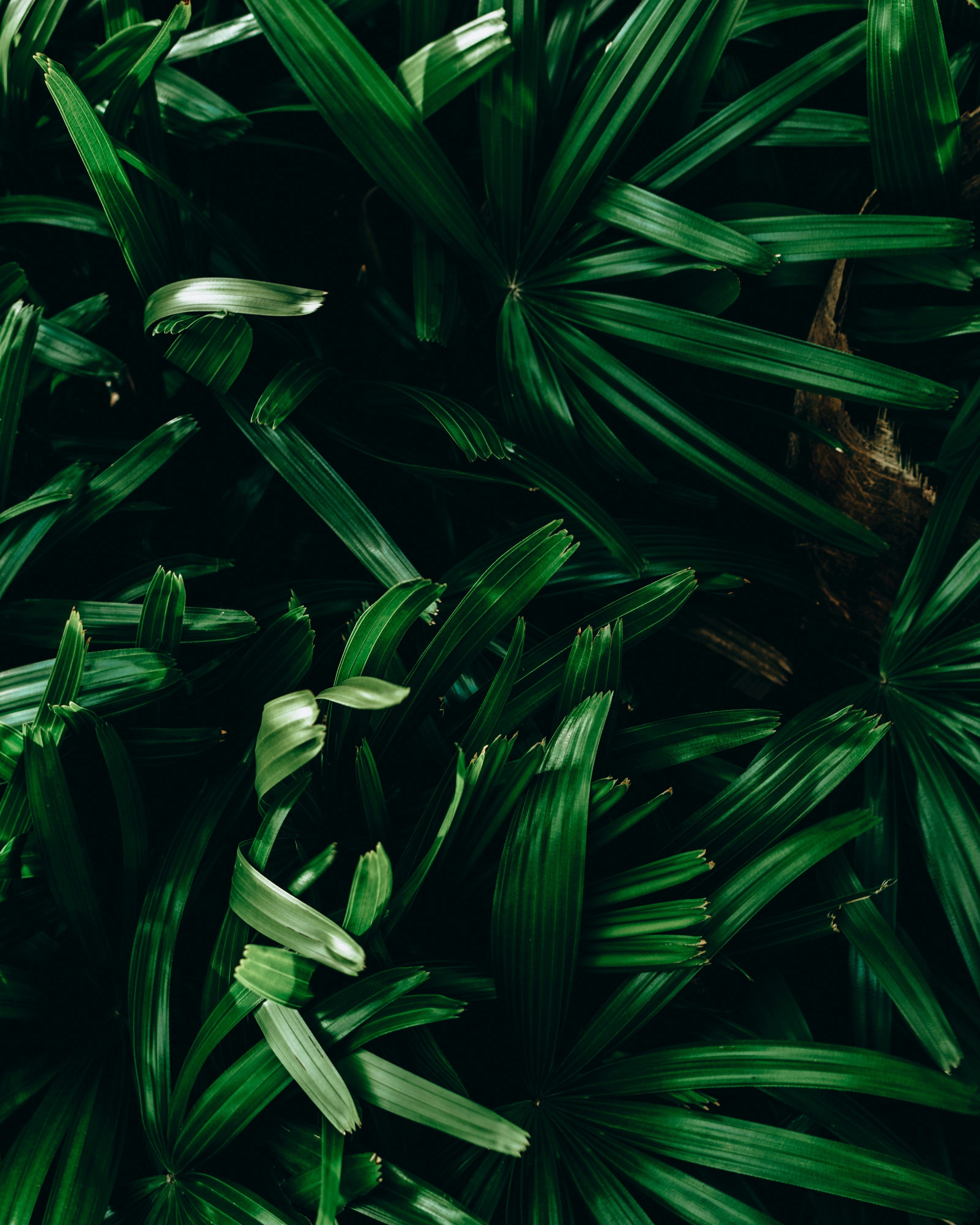 Photo by sbellocillo