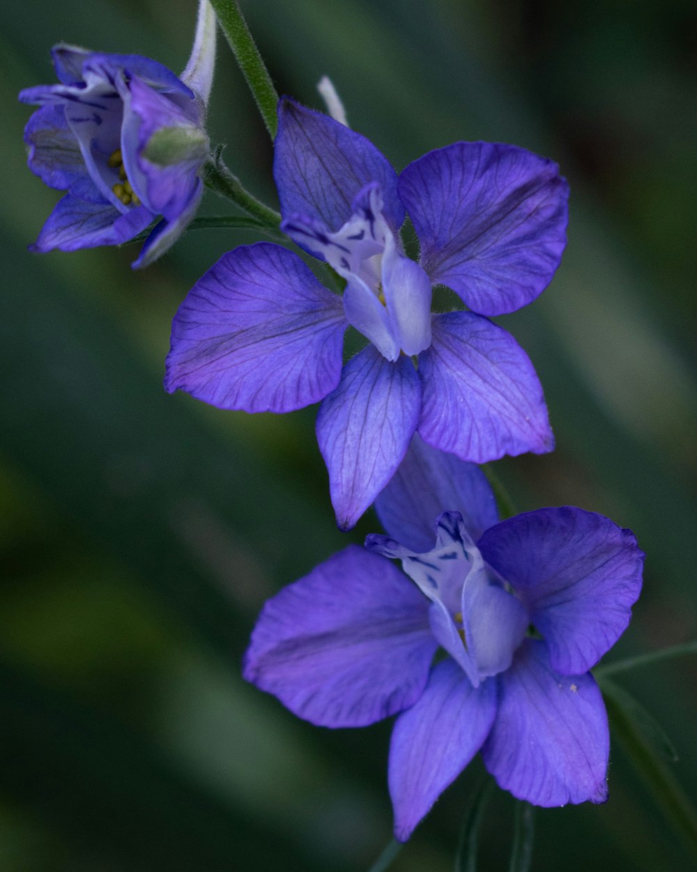 purple flower in tilt shift lens