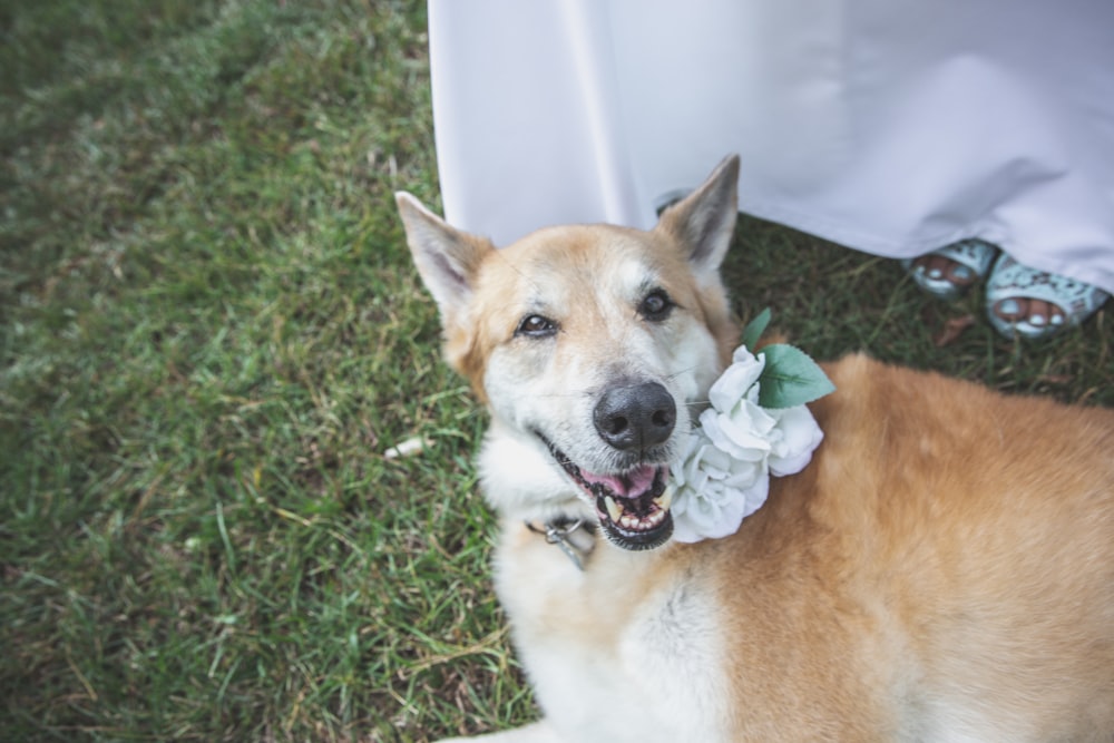 brown and white short coated dog with white flower on mouth