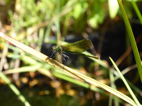 A close-up of a vibrant dragonfly perched on a green leaf, its delicate wings shimmering in the sunlight.