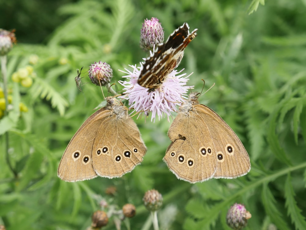 a couple of butterflies sitting on top of a flower