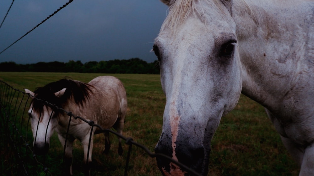 white horse eating grass during daytime