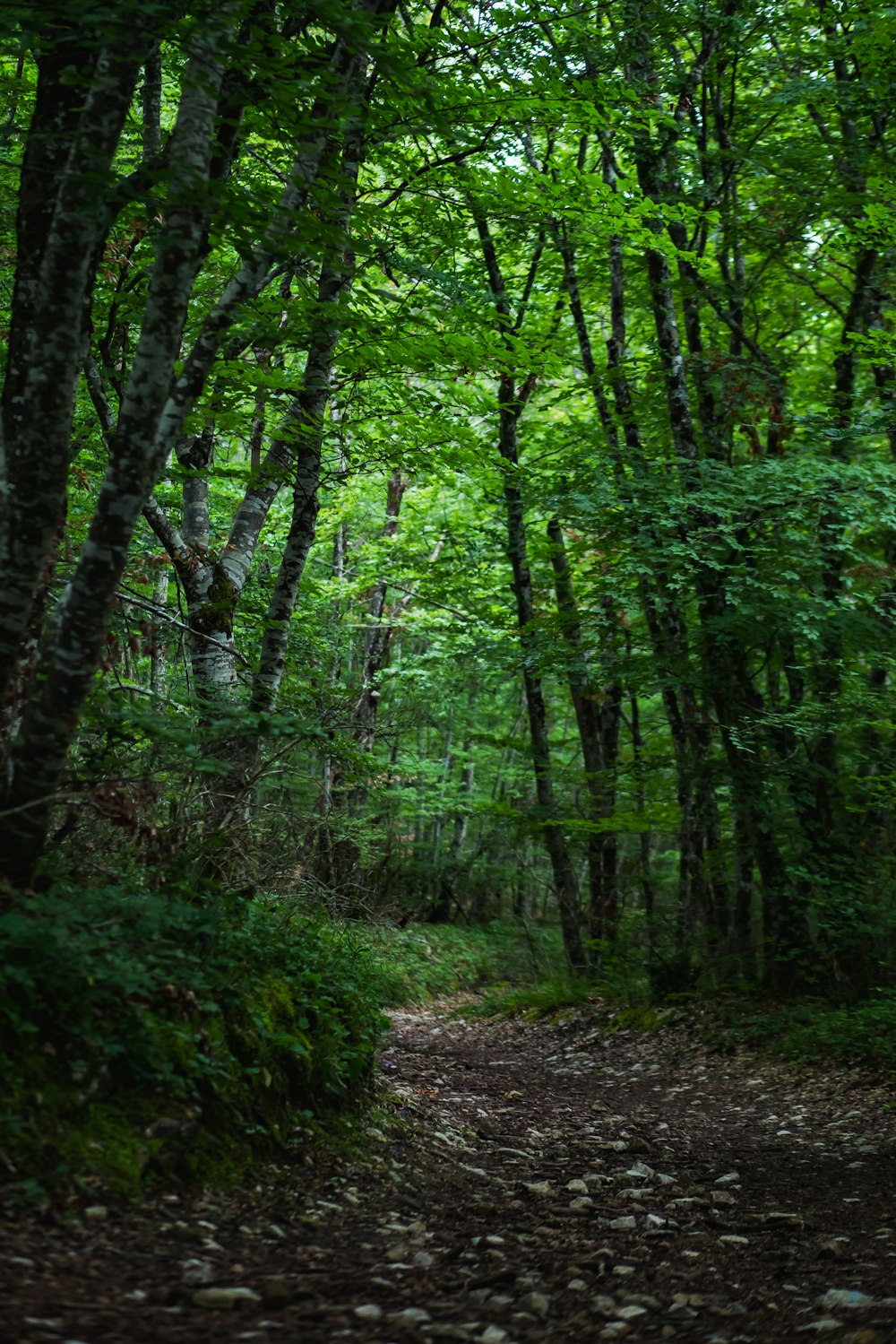 árvores e plantas verdes durante o dia