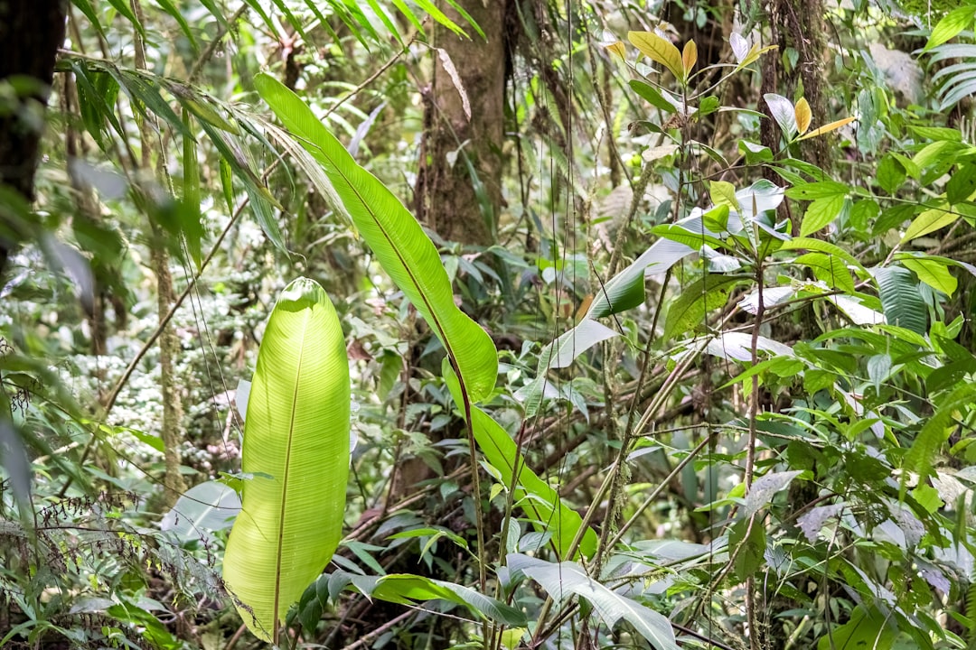 green banana tree during daytime