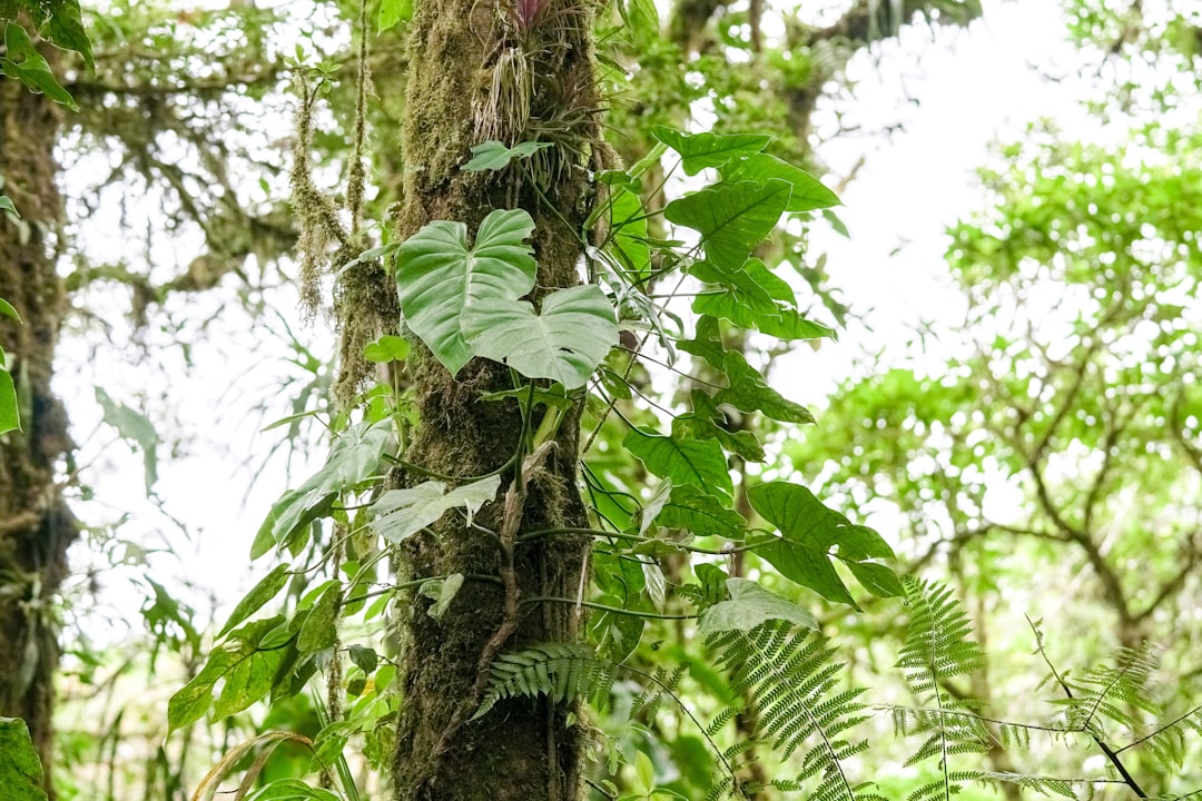 green and brown tree during daytime