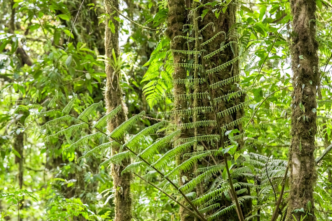 green fern plant during daytime