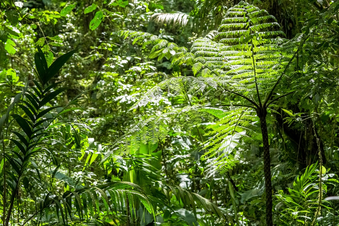 green fern plants during daytime