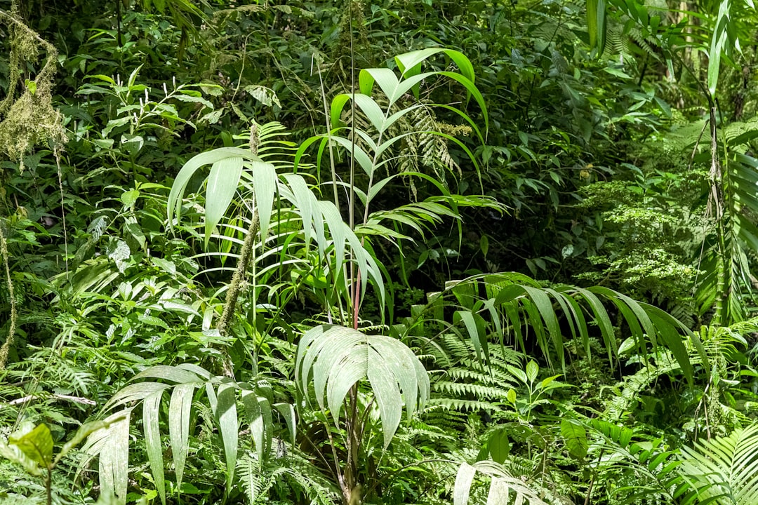 green banana trees during daytime