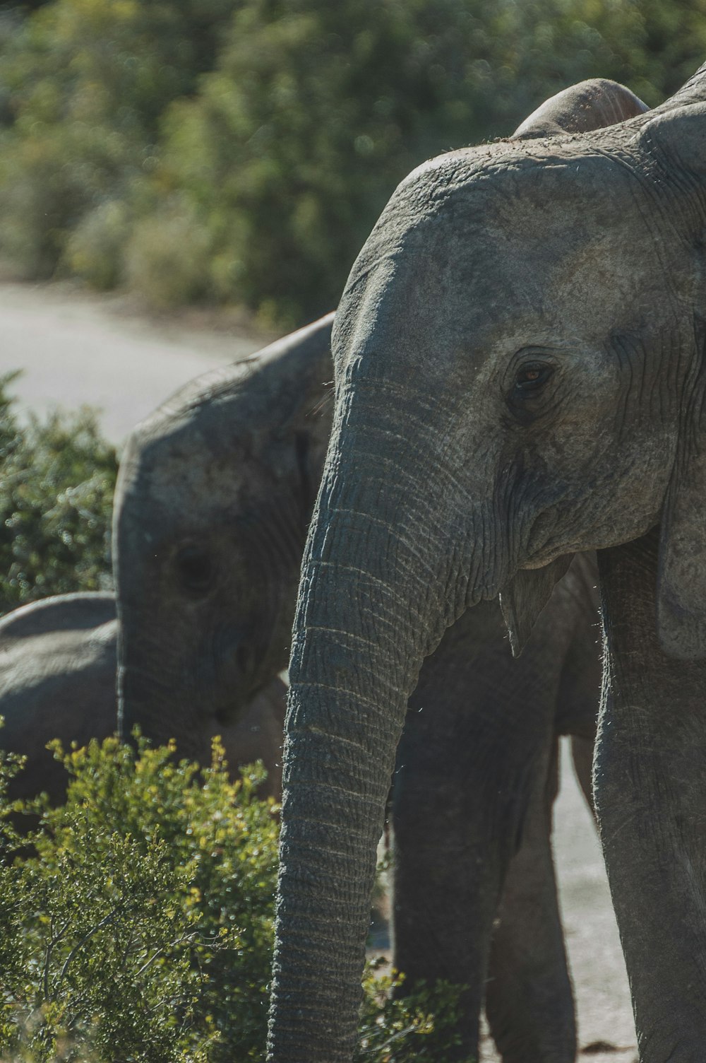elephant walking on the road during daytime