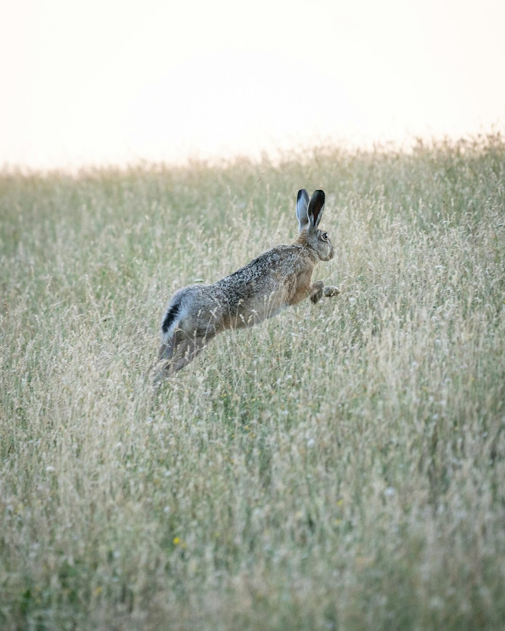 brown and white animal on green grass field during daytime