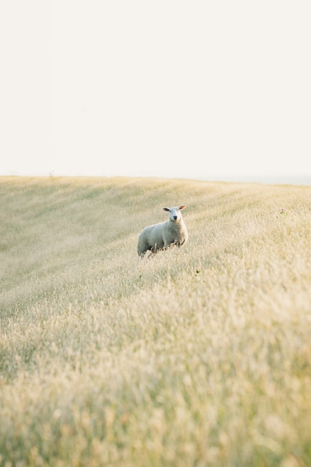 white sheep on brown grass field during daytime