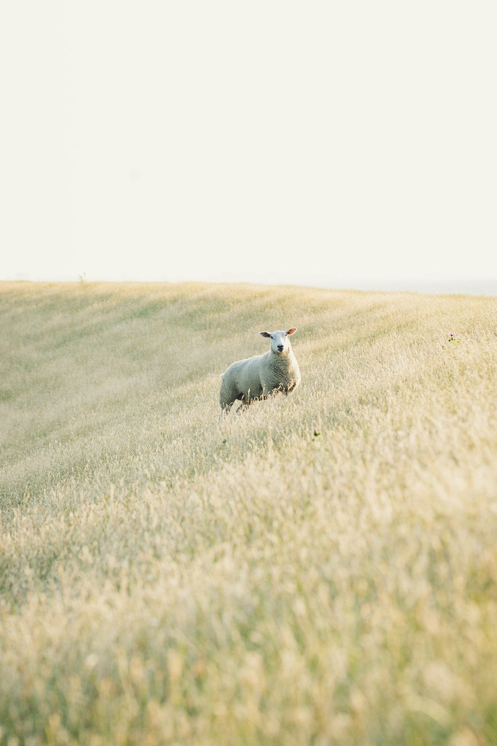 weiße Schafe auf braunem Grasfeld tagsüber
