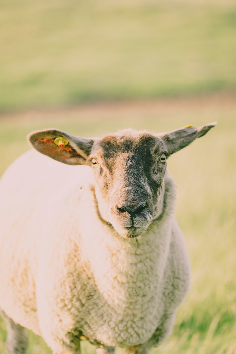 white sheep on green grass field during daytime