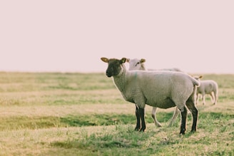 white sheep on green grass field during daytime