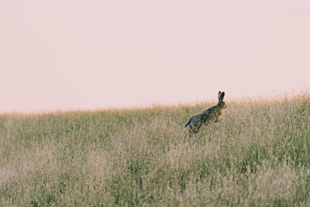 brown and black animal on green grass field during daytime