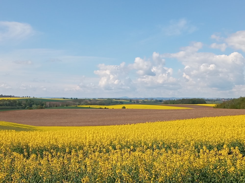 yellow flower field under blue sky during daytime