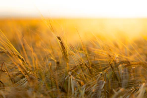 Golden wheat fields stretching under a soft morning light, emblematic of terroirchaleur’s local grain source