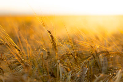 Golden wheat fields swaying gently under a soft, pastel sky.