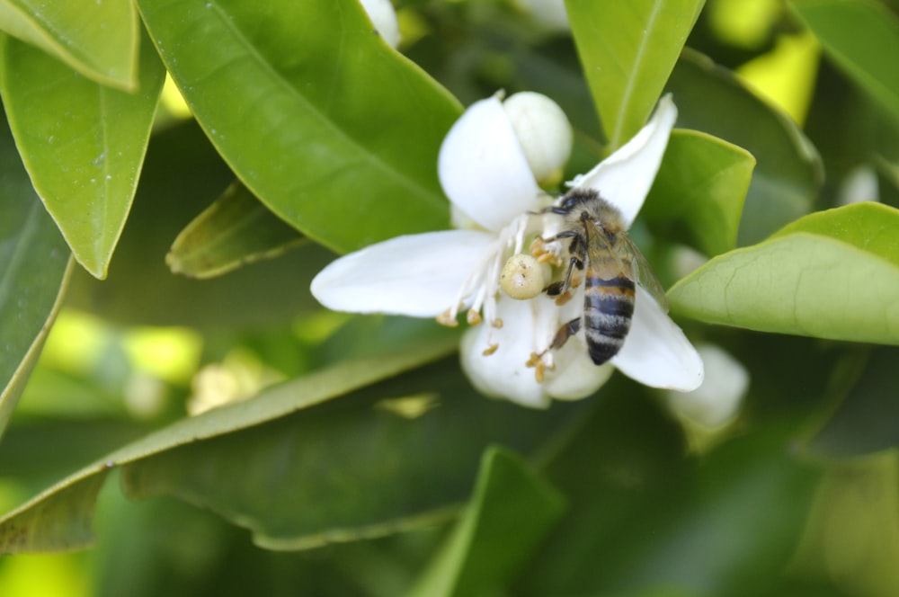 honeybee perched on white flower in close up photography during daytime