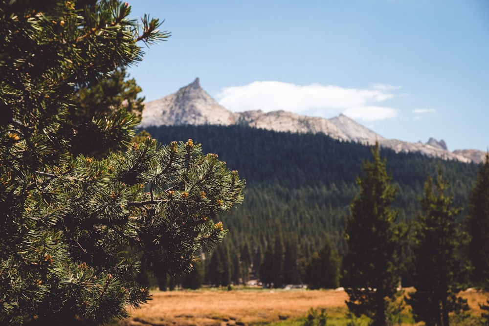 green tree near mountain under blue sky during daytime