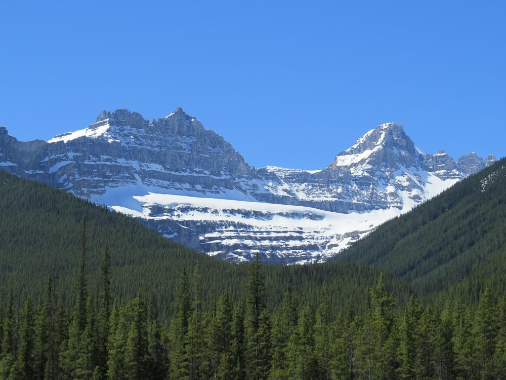 green pine trees near snow covered mountain during daytime