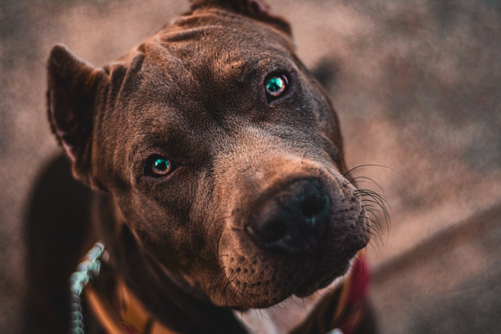 brown and white american pitbull terrier