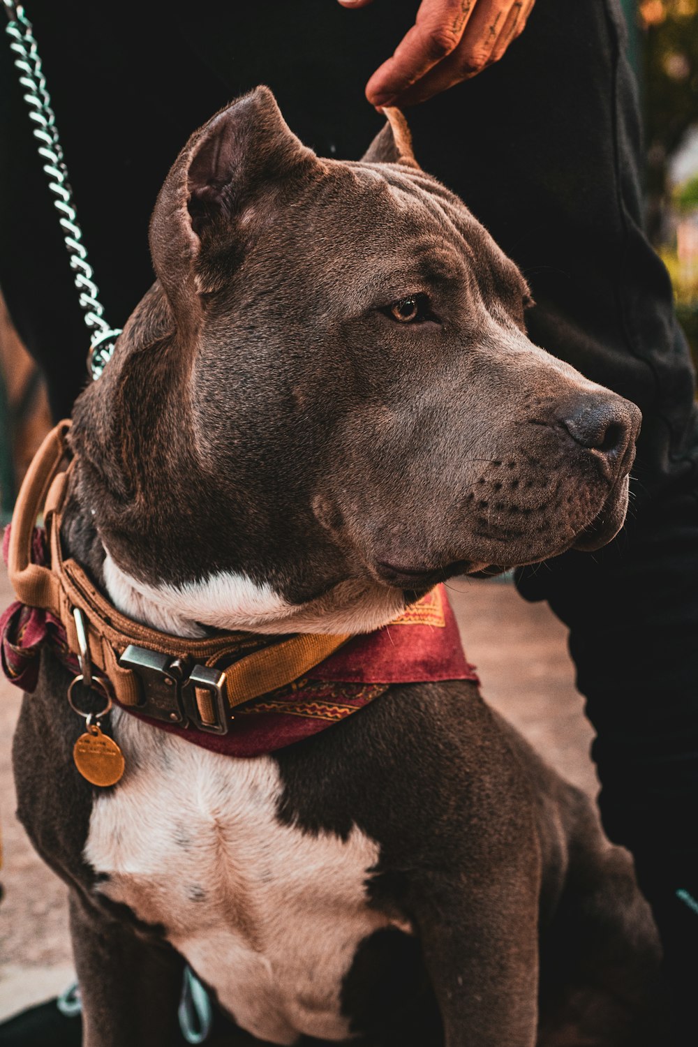American Pitbull Terrier noir et blanc avec collier en cuir marron
