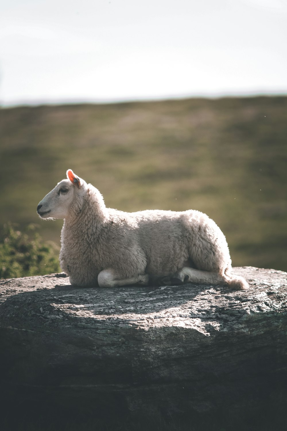 white sheep on brown rock