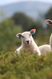 white sheep on green grass during daytime
