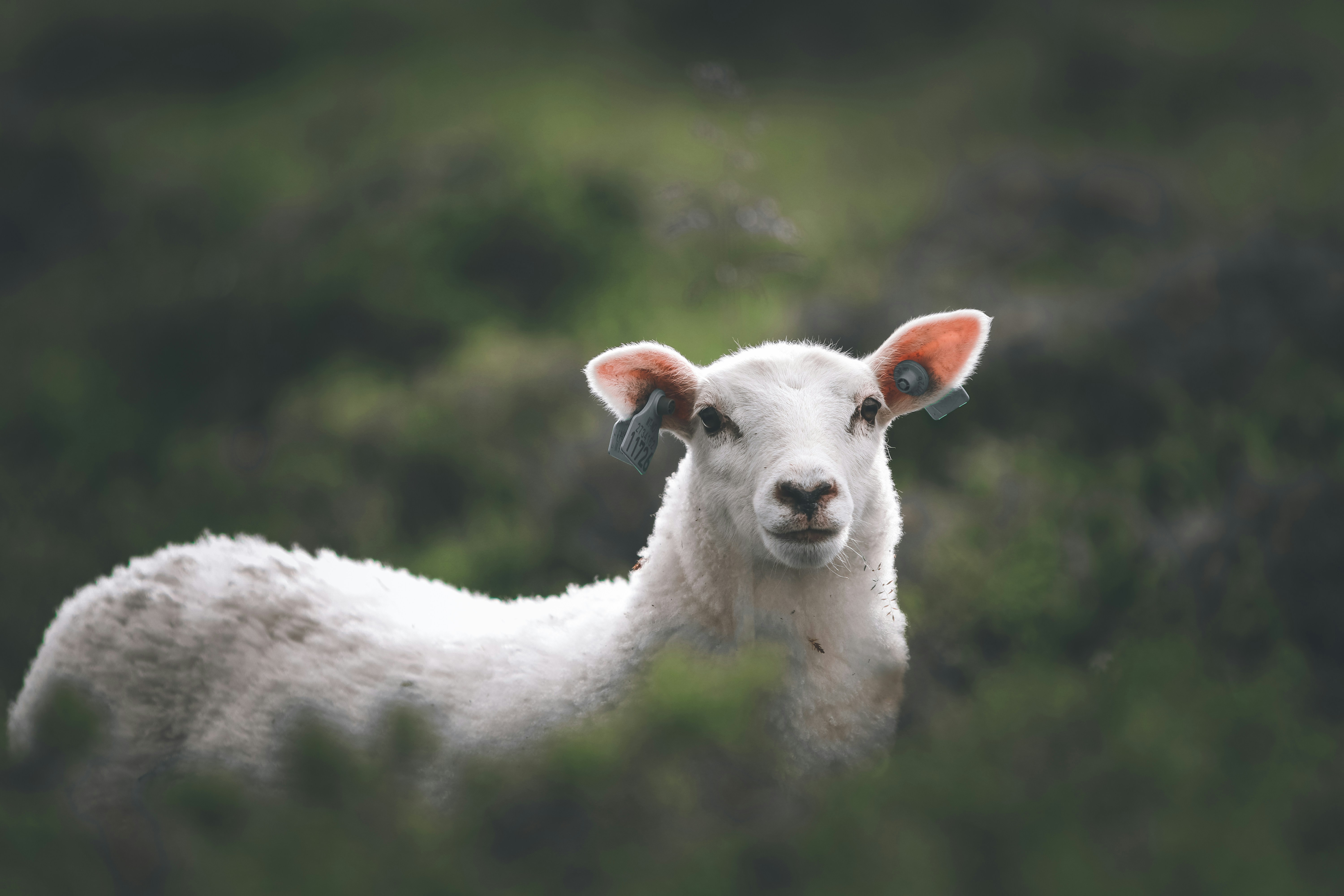 Photo by nihongraphy2