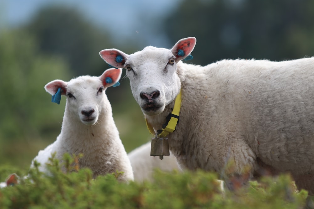 white sheep on green grass during daytime