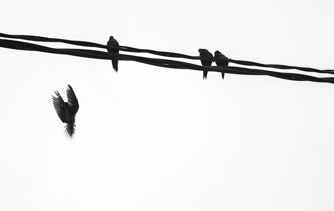 black bird on black wire