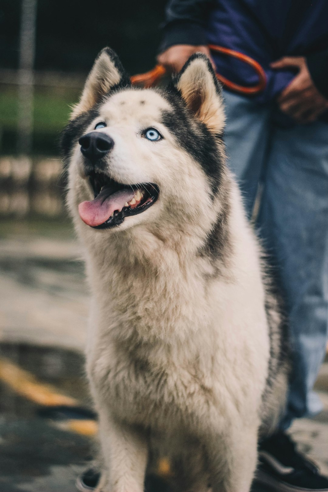 white and black siberian husky