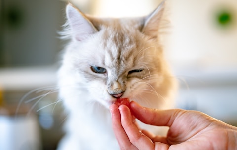 silver long haired kitten taking food from persons hand