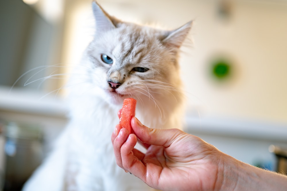 Persona sosteniendo un gatito atigrado naranja