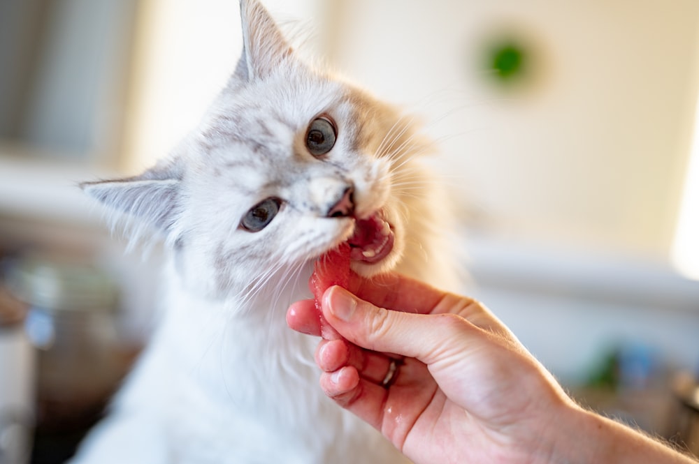 person holding orange tabby cat