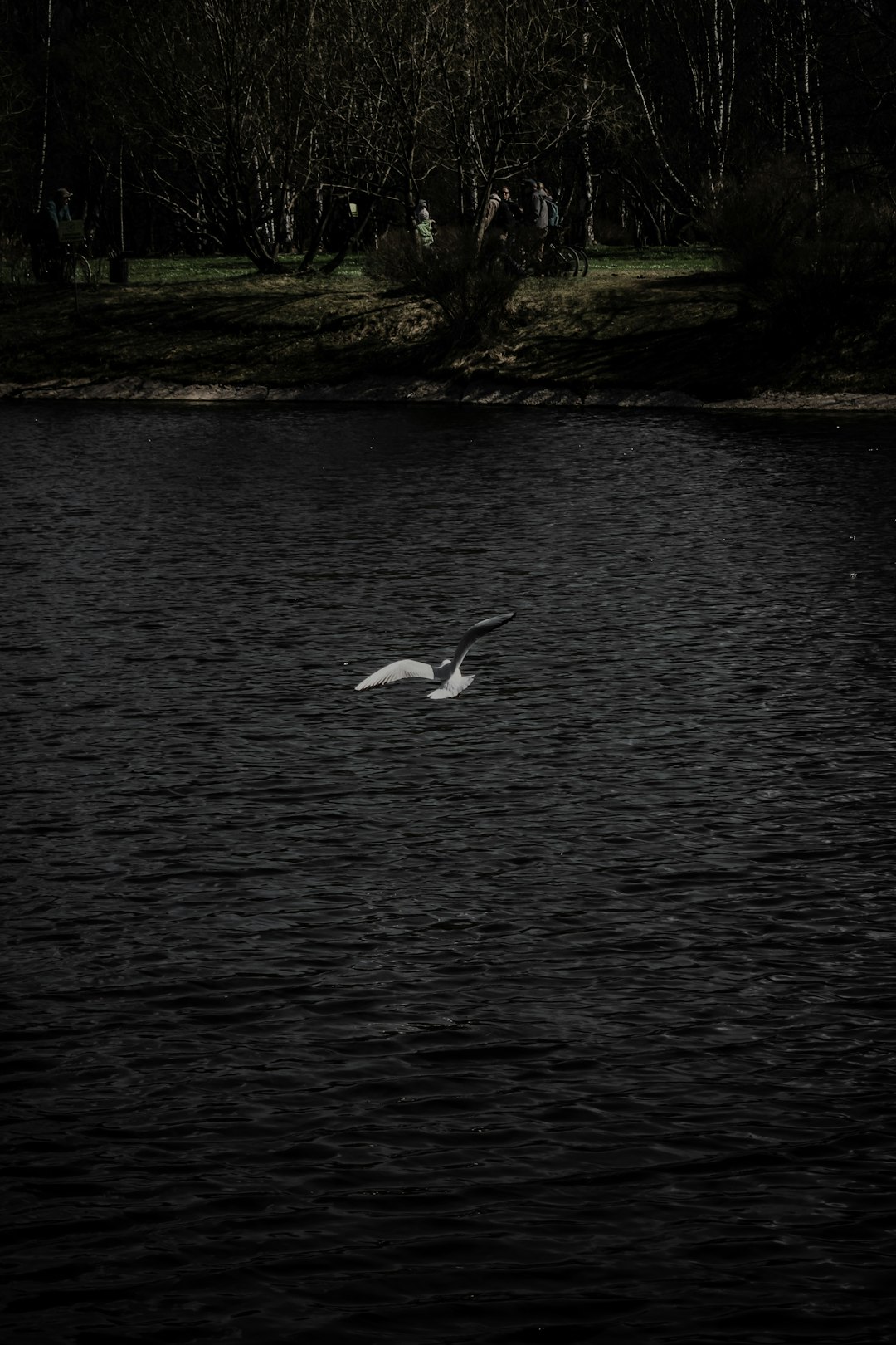 white swan on water during daytime