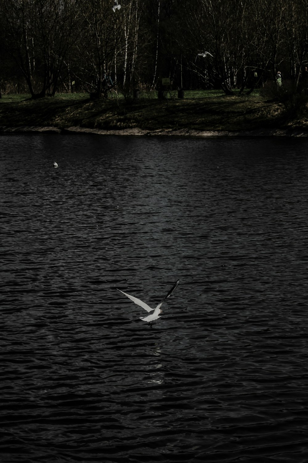 white bird flying over the river